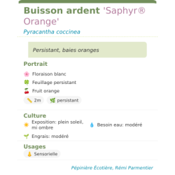 Photo d'un Saphyr® Orange Persistant