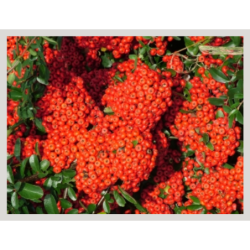 Photo d'un Saphyr® Rouge Persistant