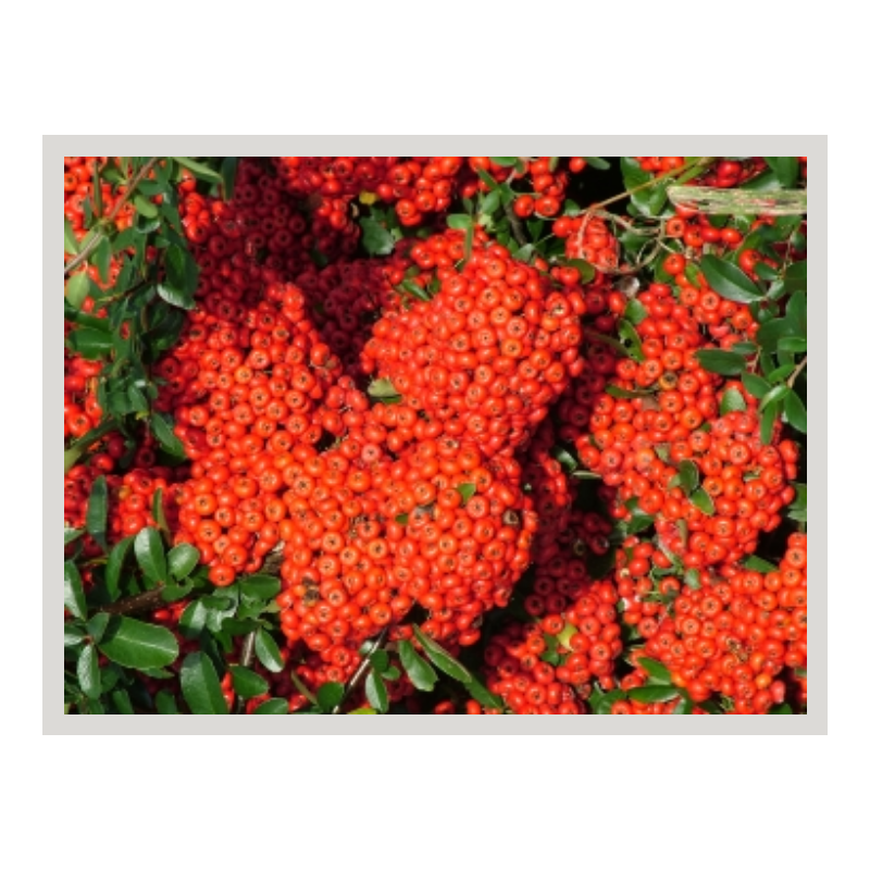 Photo d'un Saphyr® Rouge Persistant
