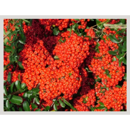 Photo d'un Saphyr® Rouge Persistant