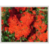 Photo d'un Saphyr® Rouge Persistant