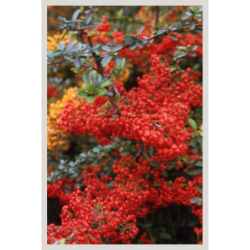  baies rouges