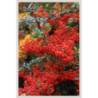  baies rouges