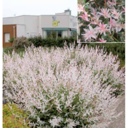 Photo d'un Hakuro nishiki 'Crevette' Branches roses décoratives