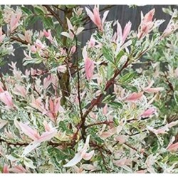 Photo d'un Hakuro nishiki 'Crevette' Branches roses décoratives