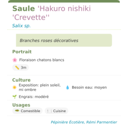 Fiche descriptive de Saule Hakuro nishiki Crevette