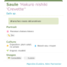 Fiche descriptive de Saule Hakuro nishiki Crevette