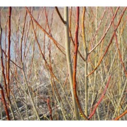 Photo d'un purpurea ‘Nana’ Forme naine rameaux rouges