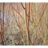 Photo d'un purpurea ‘Nana’ Forme naine rameaux rouges