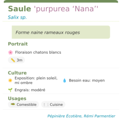 Fiche descriptive de Saule purpurea Nana