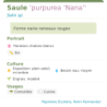Fiche descriptive de Saule purpurea Nana