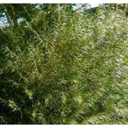 Photo d'un romarin Rameaux fins fleurs hiver
