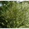 Photo d'un romarin Rameaux fins fleurs hiver