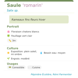 Fiche descriptive de Saule romarin