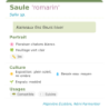 Fiche descriptive de Saule romarin