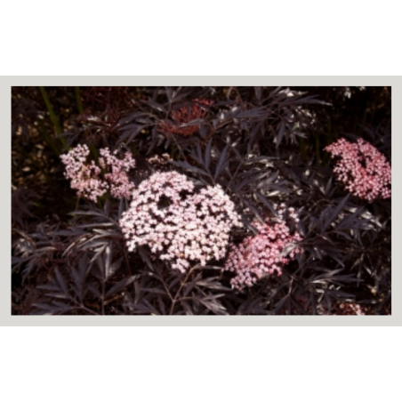 Photo d'un Black Lace Eva® Feuillage pourpre