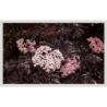 Photo d'un Black Lace Eva® Feuillage pourpre