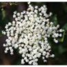 Photo d'un Black Beauty® Ornemental