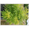 Photo d'un Serenade® Couleurs évolutives