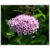 Photo d'un Pink sparkler® Évolutif
