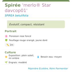 Fiche descriptive de Spirée merlo Star davcop01