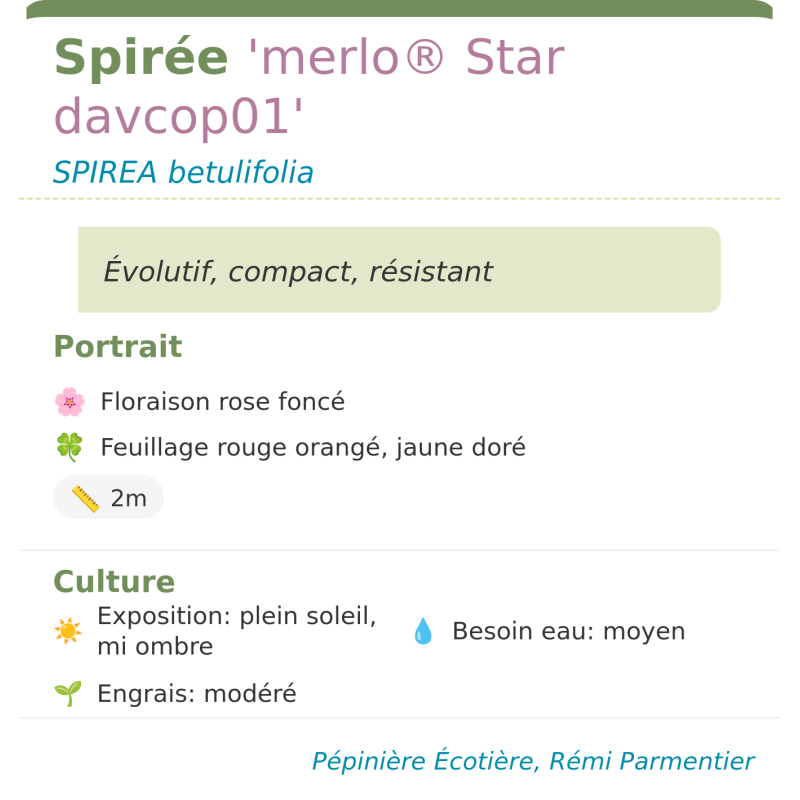 Fiche descriptive de Spirée merlo Star davcop01