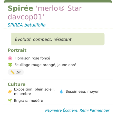 Fiche descriptive de Spirée merlo Star davcop01