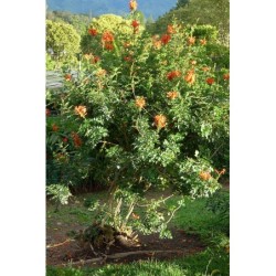 Photo d'un Tropical Twist Buissonnant