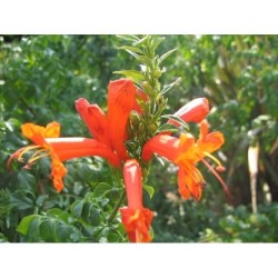  floraison orange