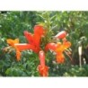  floraison orange