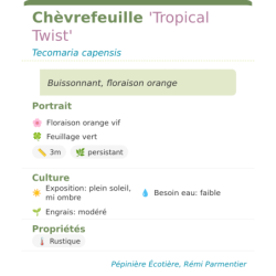 Photo d'un Tropical Twist Buissonnant