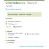Photo d'un Tropical Twist Buissonnant