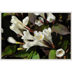  fleurs blanches