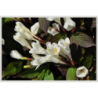  fleurs blanches