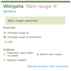 Fiche descriptive de Weigela Nain rouge