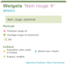 Fiche descriptive de Weigela Nain rouge