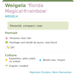 Photo d'un florida Magical®rainbow Panaché