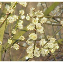 Photo d'un caprea ‘Marsault’ Fleurs chatons blancs