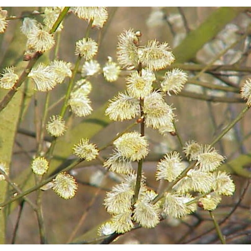 Photo d'un caprea ‘Marsault’ Fleurs chatons blancs