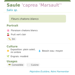 Fiche descriptive de Saule caprea Marsault