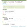 Fiche descriptive de Saule caprea Marsault