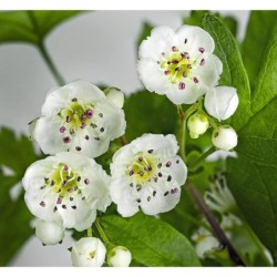 Photo d'une aubépine Floraison blanche précoce