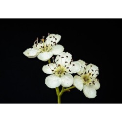 Photo d'une aubépine Floraison blanche précoce