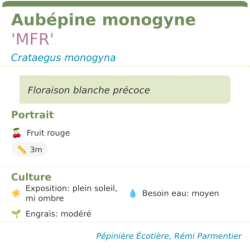 Fiche descriptive de Aubépine monogyne MFR