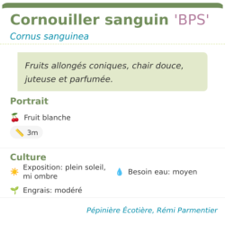  chair douce
