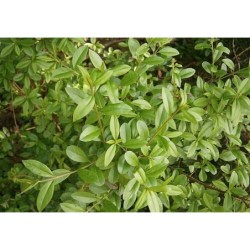 Photo d'un Troene Floraison blanche persistante
