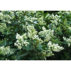 Photo d'un Troene Floraison blanche persistante
