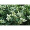 Photo d'un Troene Floraison blanche persistante