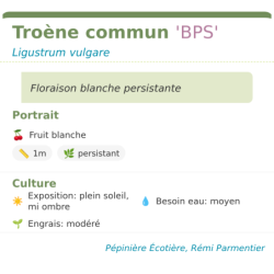 Fiche descriptive de Troène commun BPS