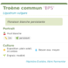 Fiche descriptive de Troène commun BPS